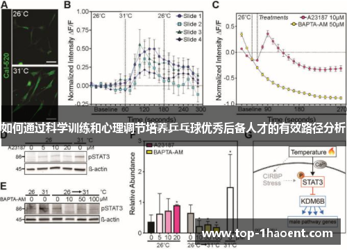 如何通过科学训练和心理调节培养乒乓球优秀后备人才的有效路径分析